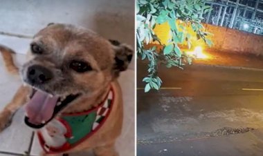 Equatorial Goiás é condenada a pagar R$ 48 mil por morte de cachorro eletrocutado