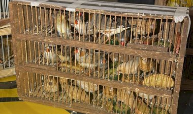 PRF encontra 70 aves escondidas em ônibus e idoso é autuado por crime ambiental em Porangatu
